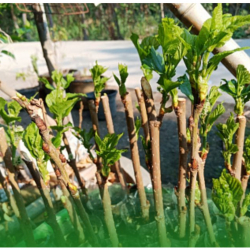 Импортируемый посадочный материал проходит фитосанитарный контроль