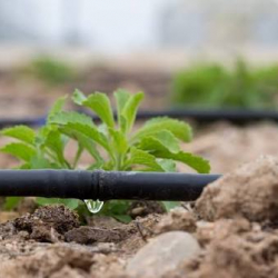 Ысык-Көл облусу толугу менен тамчылатып жана жамгырлатып сугаруу ыкмасына өтөт