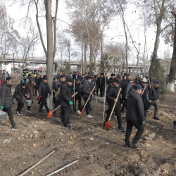 Оштогу Навои паркына 2 миңге жакын көчөт отургузулууда