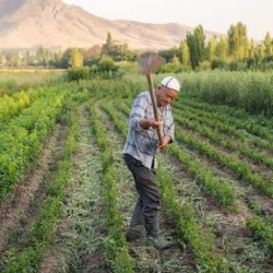 Фермерлерге жеңилдетилген насыя берүү үчүн «i-Dyikan» платформасы ишке киргизилет