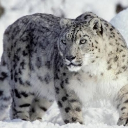 Кыргызстанда ак илбирстин саны 500дөн ашты