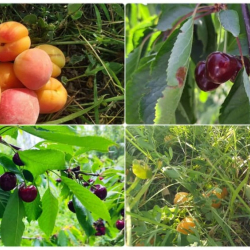 Кадамжайда өрүктүн жана гиластын жаңы сортторунун көчөттөрү отургузула баштады