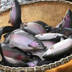 Балык чарбасы үчүн тоюттарга 2028-жылга чейин кошумча нарк салыгы алынбайт