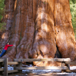 Бийиктиги 84 метр, салмагы 2 700 тонна. Генерал Шерман — дүйнөдөгү эң чоң дарак