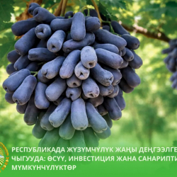 Республикада жүзүмчүлүк жаңы деңгээлге чыгууда: өсүү, инвестиция жана санариптик мүмкүнчүлүктөр