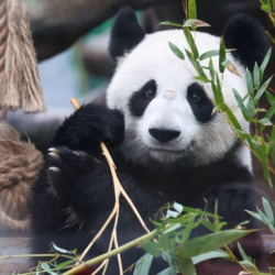 В Московском зоопарке большим пандам вручили новогодние подарки