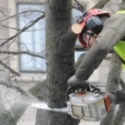 Быйыл Бишкекте миңге жакын картаң бак-даракты кыюу пландалууда