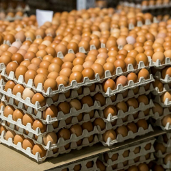 В Кыргызстане подорожали куриные яйца