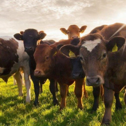 Принят законопроект «О племенном деле в животноводстве Кыргызской Республики» в третьем чтении