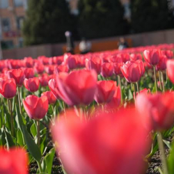 Быйыл Бишкек шаары болжол менен эки миллион гүл менен кооздолот