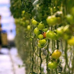 Кыргызстанда айыл чарбаны каттоо 20-мартта башталат