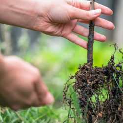 Үрөн чарбалары менен көчөткана ээлерине 3% жеңилдетилген насыя берилди