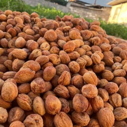 Кыргызстандан экспорт: Беде, ашкабак жана өрүк эл аралык рынокко чыкты