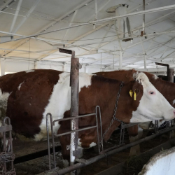 Эрлист Акунбеков ознакомился с деятельностью государственного племенного завода в Сокулукском районе