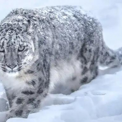 Кыргызстанда ак илбирстин саны 550дөн ашты - министрлик