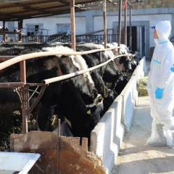 135 млн сом бөлүндү: Өлкөдө мал ылаңына каршы жапырт эмдөө башталды