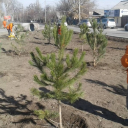 Кыргызстанда бир жылда 25 миңден ашык көчөт отургузулду