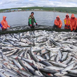 Суу сактагычтарда браконьерликке каршы күрөш жана балыктандыруу иштери жүрүп жатат
