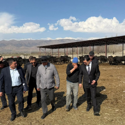 Таластын Беш-Таш айылында асыл тукум чарба өнүгүп, эт жана сүт өндүрүшү кеңейүүдө