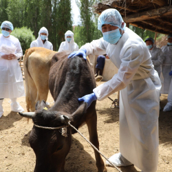 Өлкөдө жаныбарлардын жугуштуу ооруларына каршы көзөмөл күчөтүлдү
