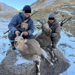 Жети-Өгүз районунун тургундары мыйзамсыз аңчылык менен кармалышты