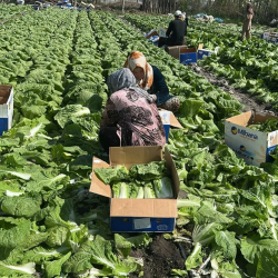 Араванда пекин капустасынын алгачкы түшүмү жыйналууда