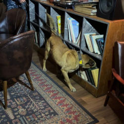 Бишкекте бир катар түнкү клубдар жана барларда текшерүү жүргүзүлдү