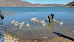 ВИДЕО - В Иссык-Куль выпущено 3 миллиона мальков рыбы