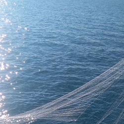 Ысык-Көлгө 3 миллион чабак кое берилди