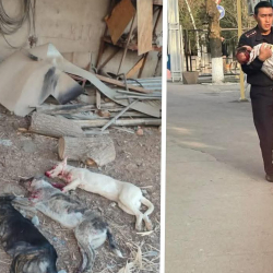 Иттерге таланган бала. Окуя боюнча кылмыш иши козголду