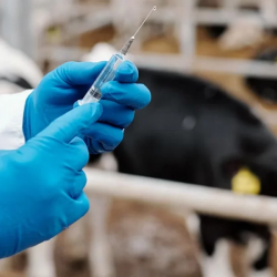 Кыргыз фермерлерине сапаттуу вакцина жеткирилет