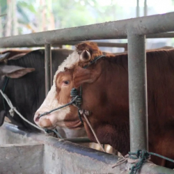 Түркмөнстанда белгисиз оорудан ири мүйүздүү малдар кырылууда