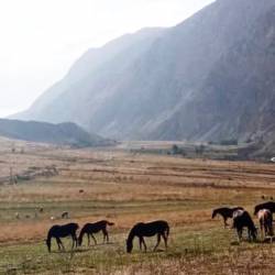 Кадамжайда жайлоого кеткен 69 жаштагы киши дайынсыз болууда