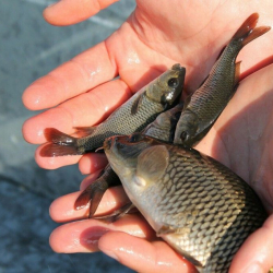 Быйыл Ысык-Көлгө 2,7 миллиондон ашык балык чабактары коё берилди