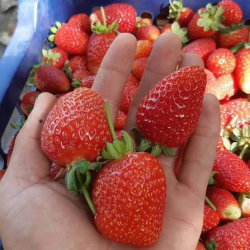 Ноокен районунда кулпунай бышып, сатыкка чыкты