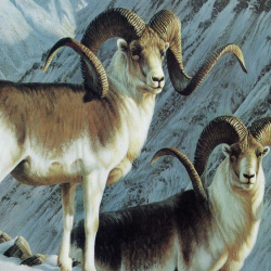 Кыргызстанда жаныбарлар дүйнөсүнө келтирилген зыян үчүн жоопкерчилик күчөтүлдү