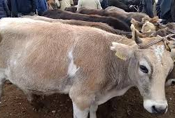 Баткенде чек арадан 14 баш малды мыйзамсыз өткөрүү аракети аныкталды