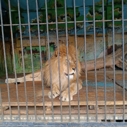 Токмок шаарында мыйзамсыз көчмө зоопарк аныкталды