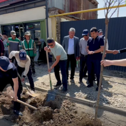 Ош шаарында миң көчөт отургузулду