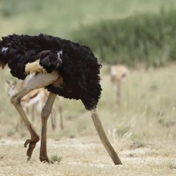 Европа төө куштун кейпин кийдиби?