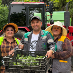 В Бишкеке стартовала высадка 2 миллионов однолетних цветов