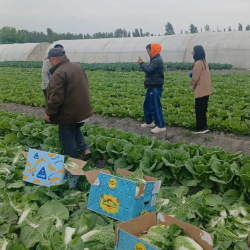 Араван районунда капуста бышып, экспортко чыгууда