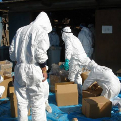 Куш тумоосу жайылып, жүз миңдеген тооктор жок кылынды