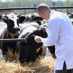 Кыргызстанда 3 миңге жакын ветеринар жетишпейт