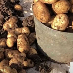 Араванда быйыл картошка эрте бышып, сатыкка чыкты