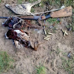 Жети-Өгүздө мыйзамсыз аңчылык кылгандар кармалды