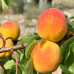 Баткенде өрүктүн алгачкы түшүмү жыйналууда