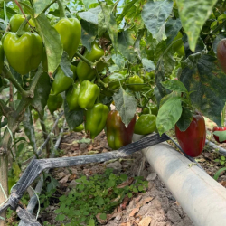 Араванда болгар калемпири бышып, сатыкка чыкты