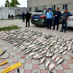 Соң-Көлдөн мыйзамсыз балык уулагандар кармалды
