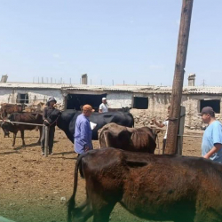 Кадамжай районунда жазгы эмдөө иштери активдүү жүрүүдө